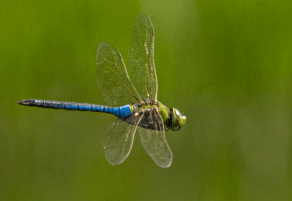 16229, , green darner, , , image/png, https://media.vtecostudies.org/wp-content/uploads/2025/08/08163930/green-darner-1.png, 1200, 800, Array, Array © Michael Foster from iNaturalist licensed under CC-BY-NC