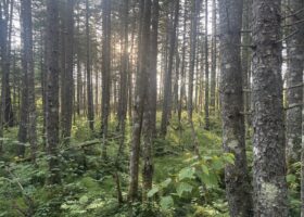 Field Report: What Is Loud and Clear in the Quiet of the Deep Forest