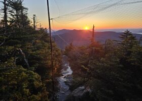 Field Report: How the Birds Are Doing on Mount Mansfield This Summer
