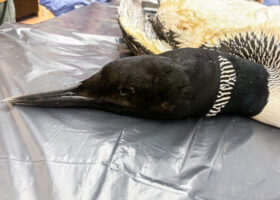 Legal Lead Fishing Gear Is Still Killing Loons