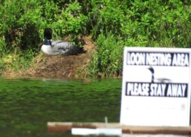 The Ripple Effect: Wakeboats Pose Risks to Loon Nests