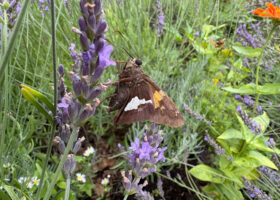 Is Our Tick Anxiety Affecting Pollinators?