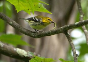 More Than Weeds: Herbicide Dicamba's Return Could Impact Wildlife, Too