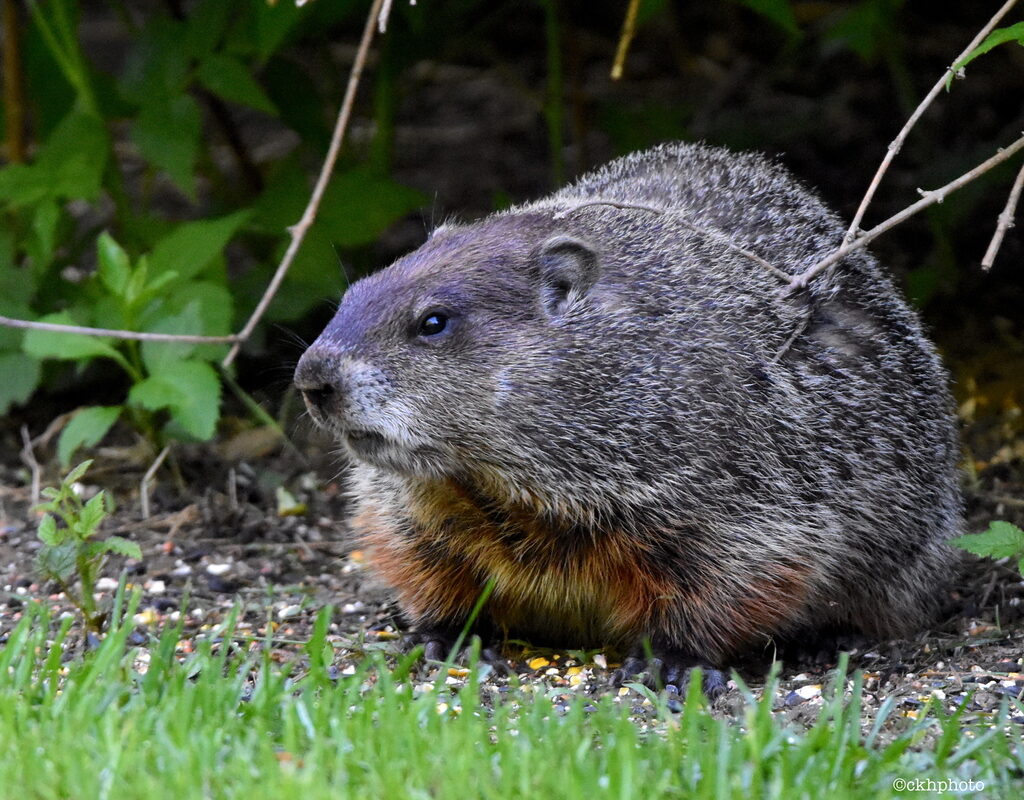 Groundhog (Woodchuck) &copy; © Craig K. Hunt (Via iNaturalist. Licensed under CC-BY-NC)