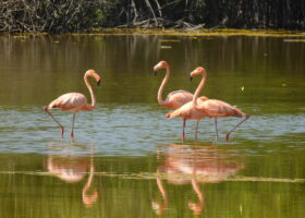 A Quick Trip to Birding Paradise