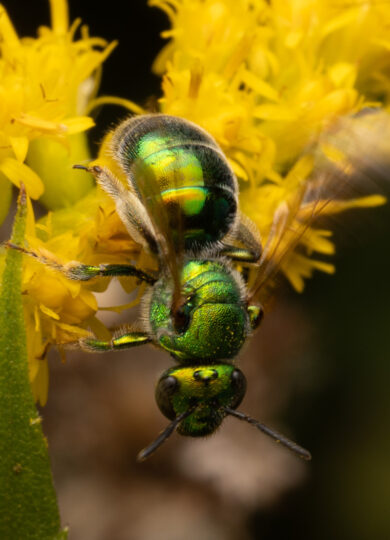 16348, , sweatbee, , , image/jpeg, https://media.vtecostudies.org/wp-content/uploads/2025/10/08163611/sweatbee.jpg, 2048, 1365, Array, Array © Jack Forrester from iNaturalist CC-BY-NC