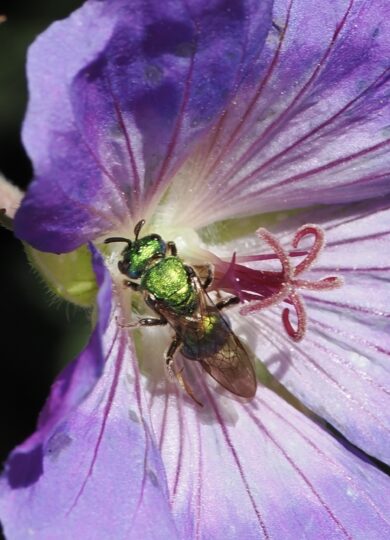 16347, , puregreen, , , image/jpeg, https://media.vtecostudies.org/wp-content/uploads/2025/10/08163615/puregreen.jpeg, 945, 2048, Array, Array © Mike Kiernan from iNaturalist licensed under CC-BY-NC