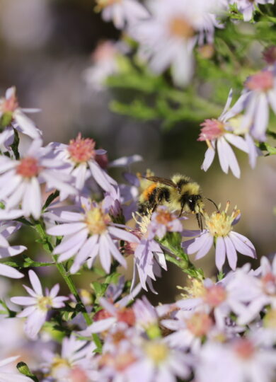 16346, , oct bee, , , image/jpeg, https://media.vtecostudies.org/wp-content/uploads/2025/10/08163618/oct-bee.jpeg, 1920, 1280, Array, Array © Spencer Hardy