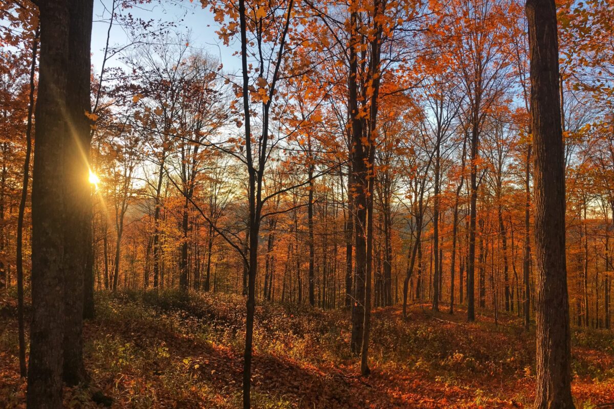 Late Fall in Vermont by Kent McFarland