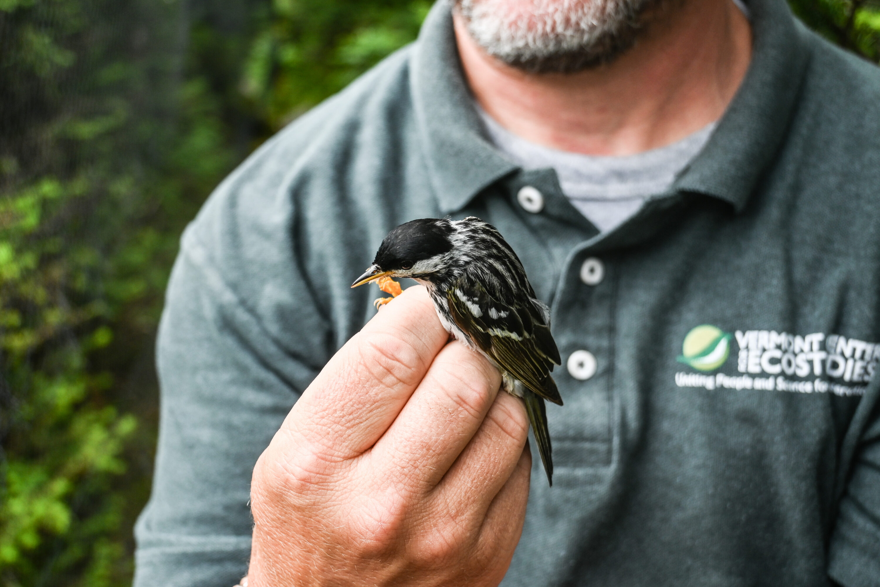 Champlain birding Oct09
