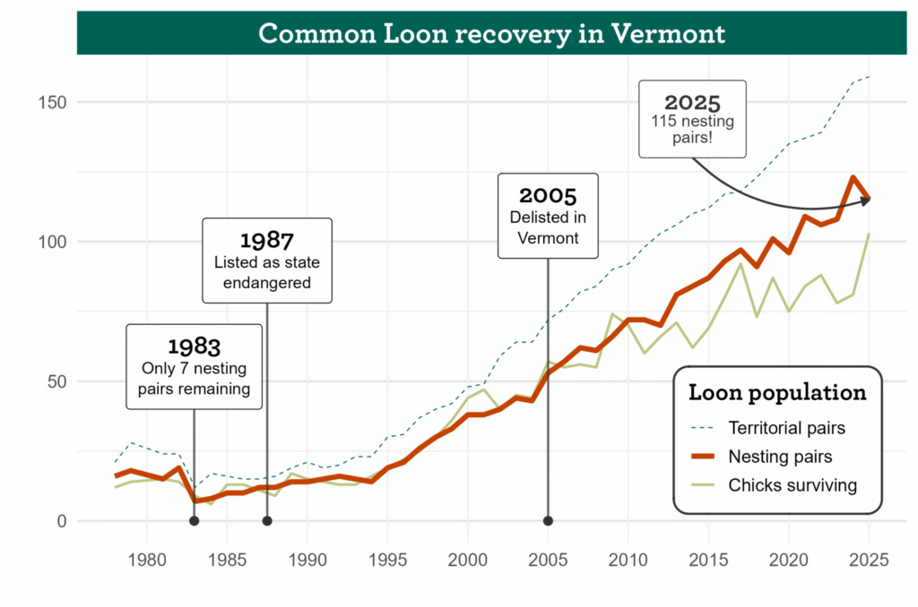 Graph of Common Loon recovery and populations in Vermont from 1980 to 2025