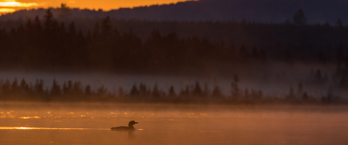 Loon