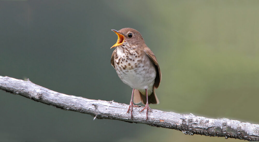 José Salguero and Julio Salgado in Elfin Woods Warbler habitat, Maricao, Puerto Rico.