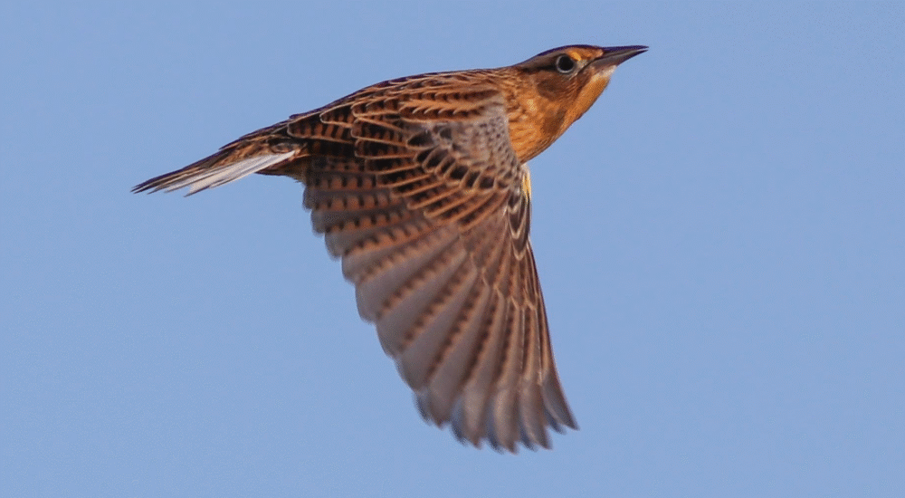 Bird in flight