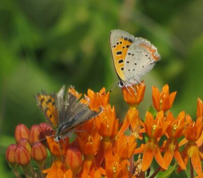 American copper butterfly