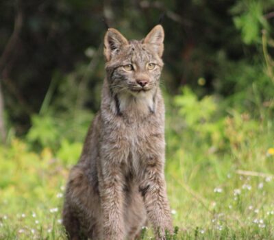 Canad lynx