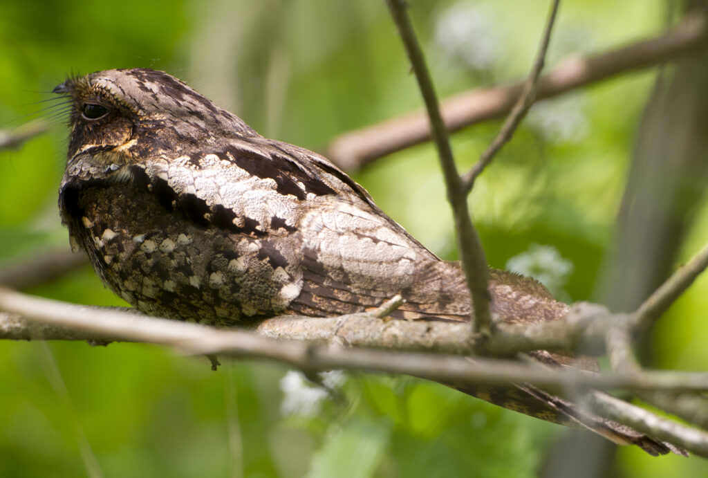 Whip-poor-will © Laura Gooch