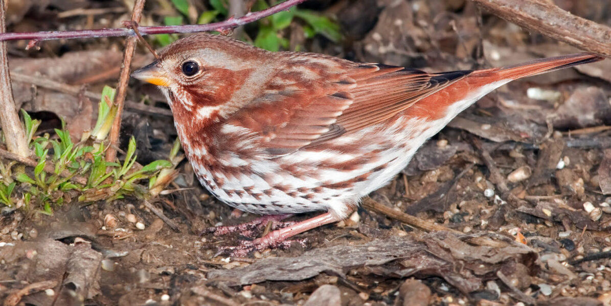 Double-striped Bluet found and photographed by Joshua LIncoln is the first state record for this species in Vermont. 