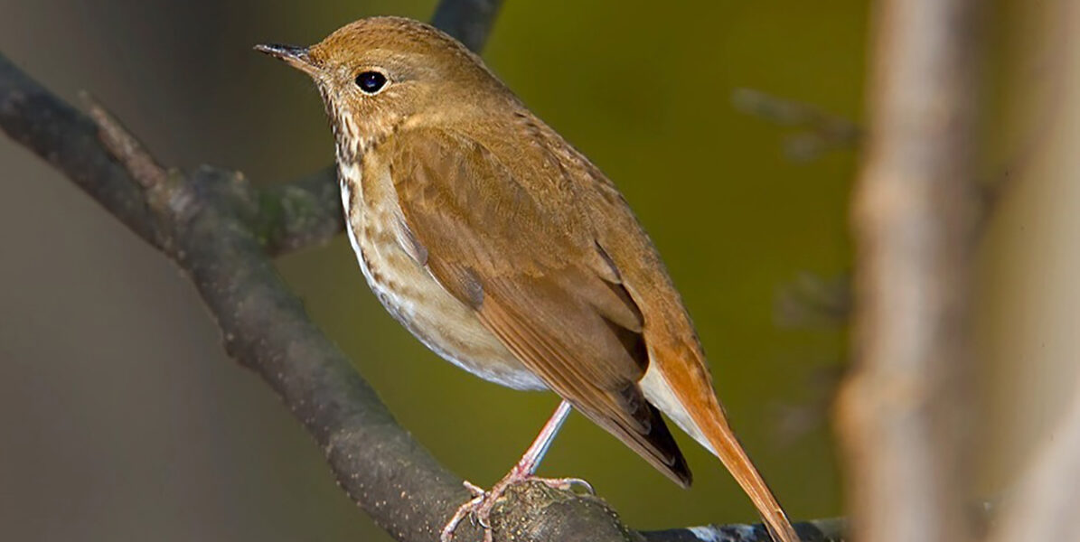 The new Vermont record of Double-striped Bluet is the farthest record to the Northeast. 
