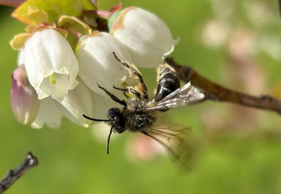 A Bicknell’s Thrush calls from a tree fern in wet broadleaf forest of the Dominican Republic. © Pedro Genaro 