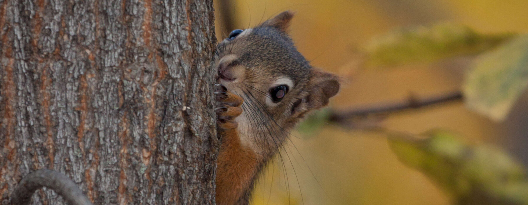 Red Squirrel peeking around a tree © Kent McFarland
