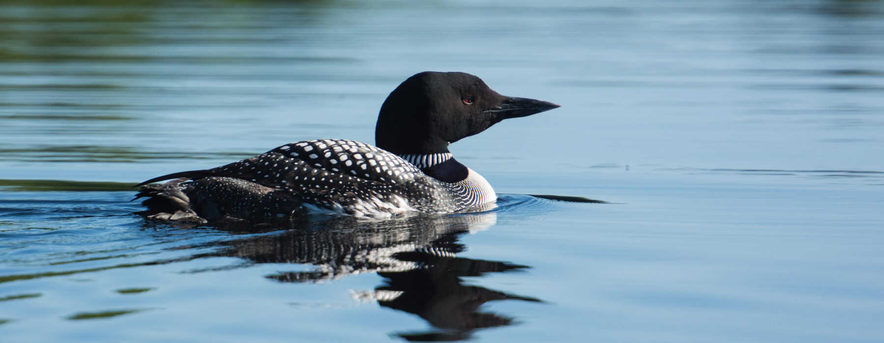 Common Loon swimming © Tom Rogers