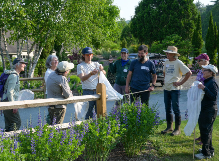 Community members go hunting for native bumble bees near VCE’s office in the spring with VCE biologist Jason Hill. © Alden Wicker