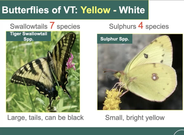 Butterfly Atlas Zoom webinar