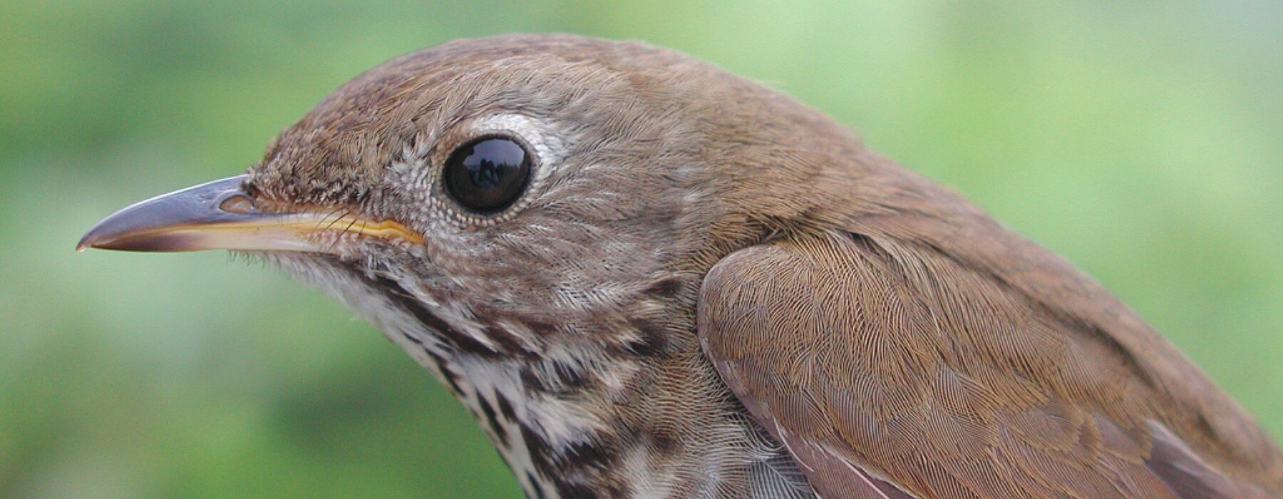 Bicknell's Thrush  © Steve Faccio