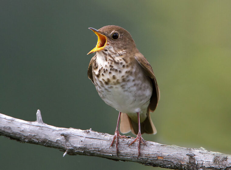 Bicknell's Thrush signing in Vermont by Jeff Nadler