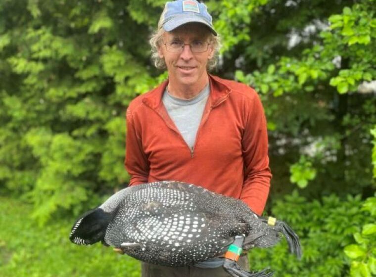 VCE loon biologist Eric Hanson holds the Newark Pond Male.  Photo credit: Eloise Girard