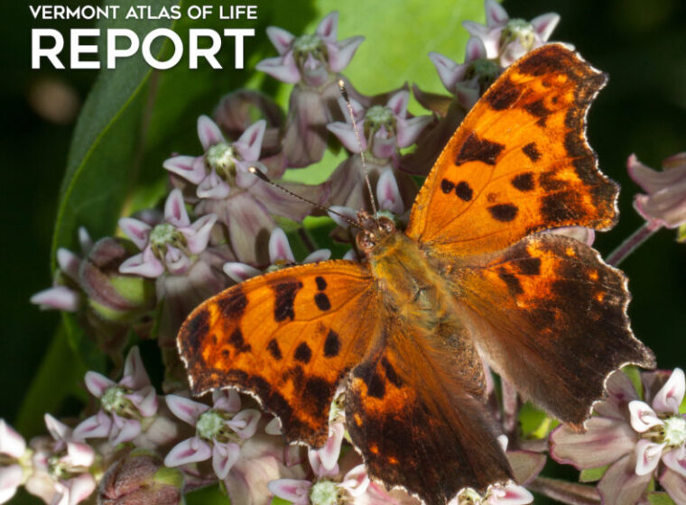 Vermont Center for Ecostudies' Vermont Atlas of Life 10th Anniversary Report cover