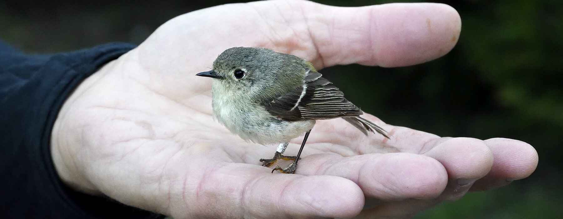 Ruby-Crownded Kinglet in a hand