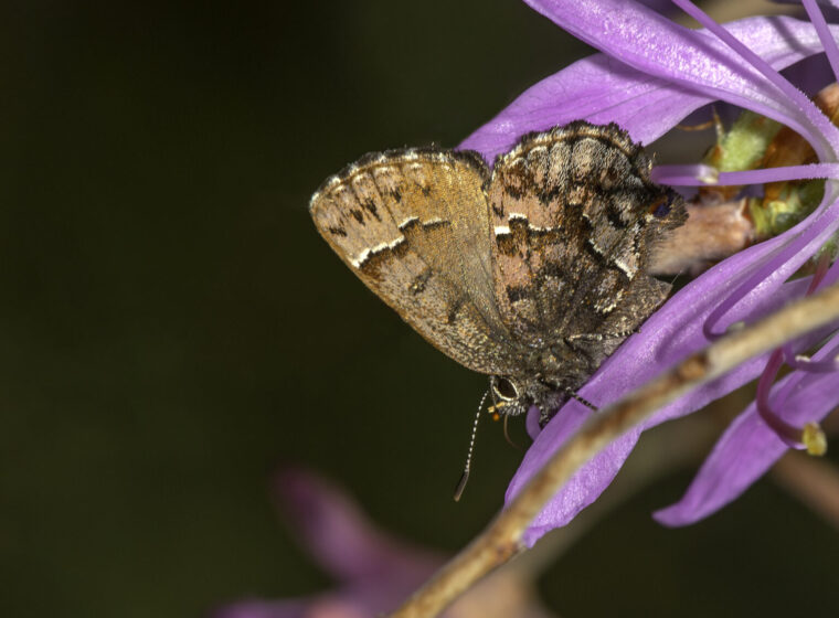 About the size of a penny, a bog elfin, its wings folded up over its body, sips nectar among the petals of a rhodora flower. © Bryan Pfeiffer