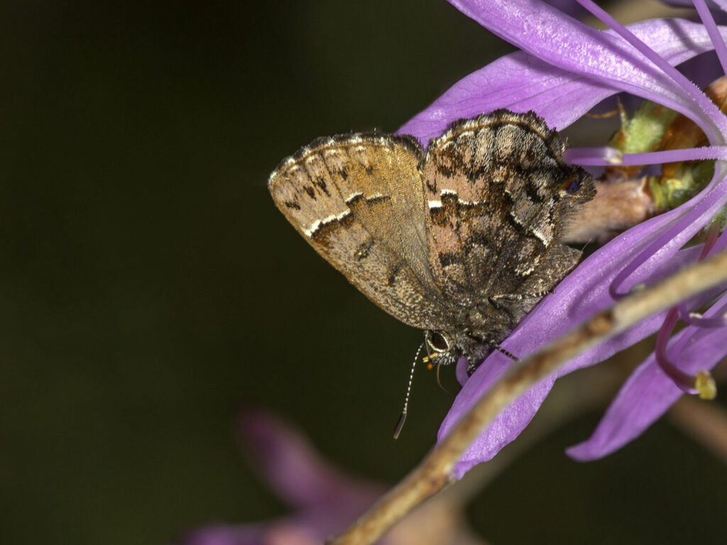 About the size of a penny, a bog elfin, its wings folded up over its body, sips nectar among the petals of a rhodora flower. © Bryan Pfeiffer | <i>Use of the provided photo is protected by copyright and permitted only within stories about the content of this press release. Redistribution or any other use is prohibited without express written permission of the Vermont Center for Ecostudies or the copyright owner.</i>