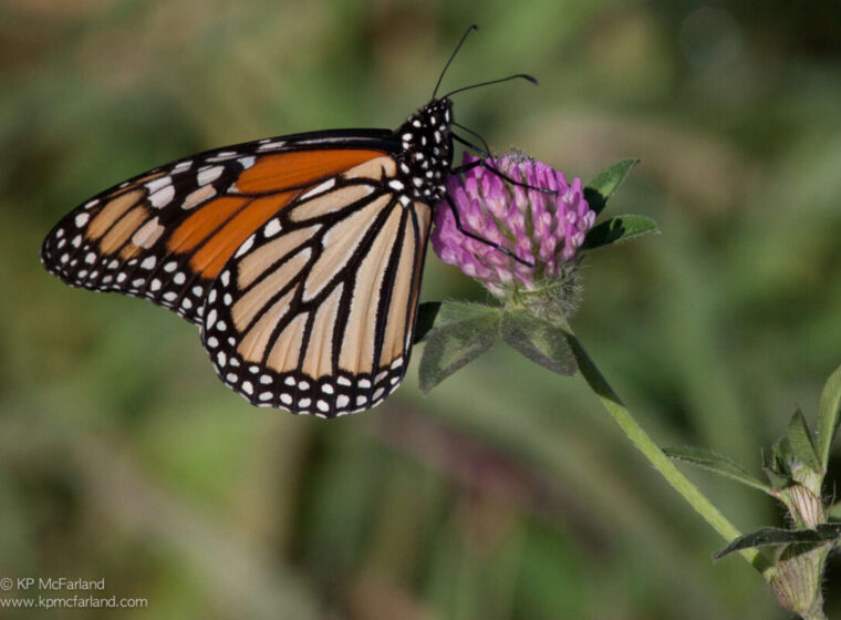Female Monarch Butterfly nectaring in the morning sun, preparing for a day of migration. © Kent McFarland