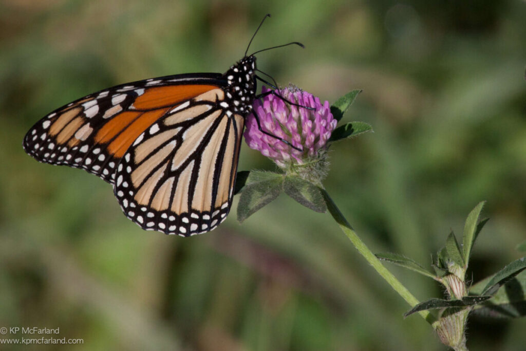 Female Monarch Butterfly nectaring in the morning sun, preparing for a day of migration. © Kent McFarland