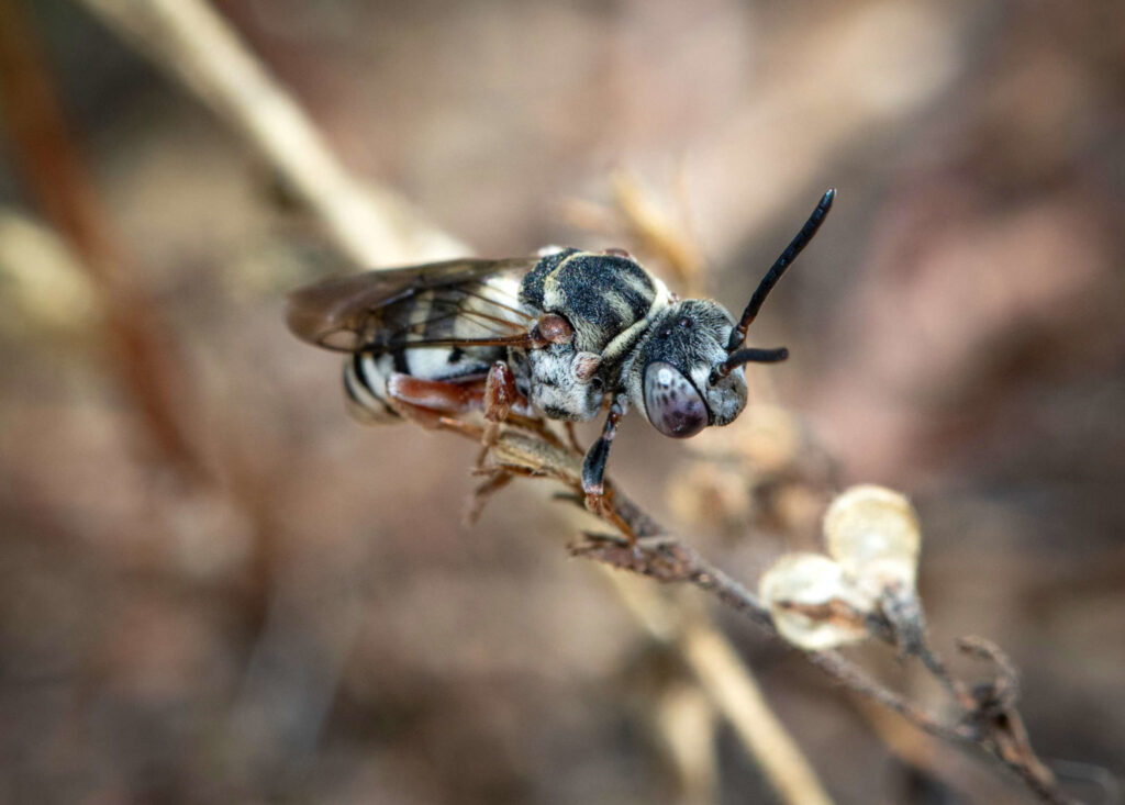 Least Cellophane-Cuckoo <i>(Epeolus minimus)</i> in Colchester – the only site where this species has been found in New England. © Spencer Hardy