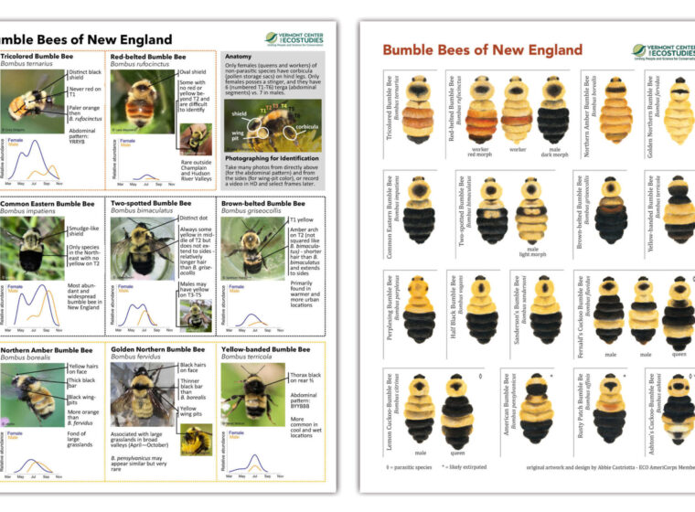 Bumble Bees of New England Guides