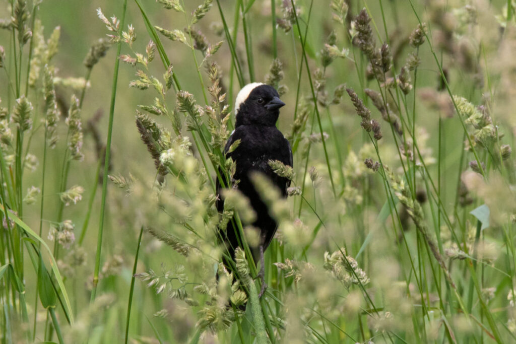 A male Bobolink lands in the tall grass to feed and sing on the McCuig’s farm.  © K.P. McFarland