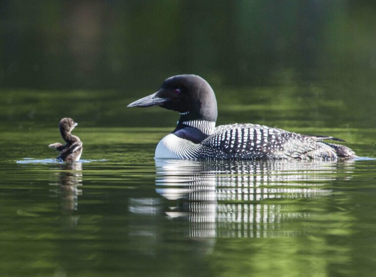 VCE Receives Major Funding to Support Loon Conservation | Vermont ...