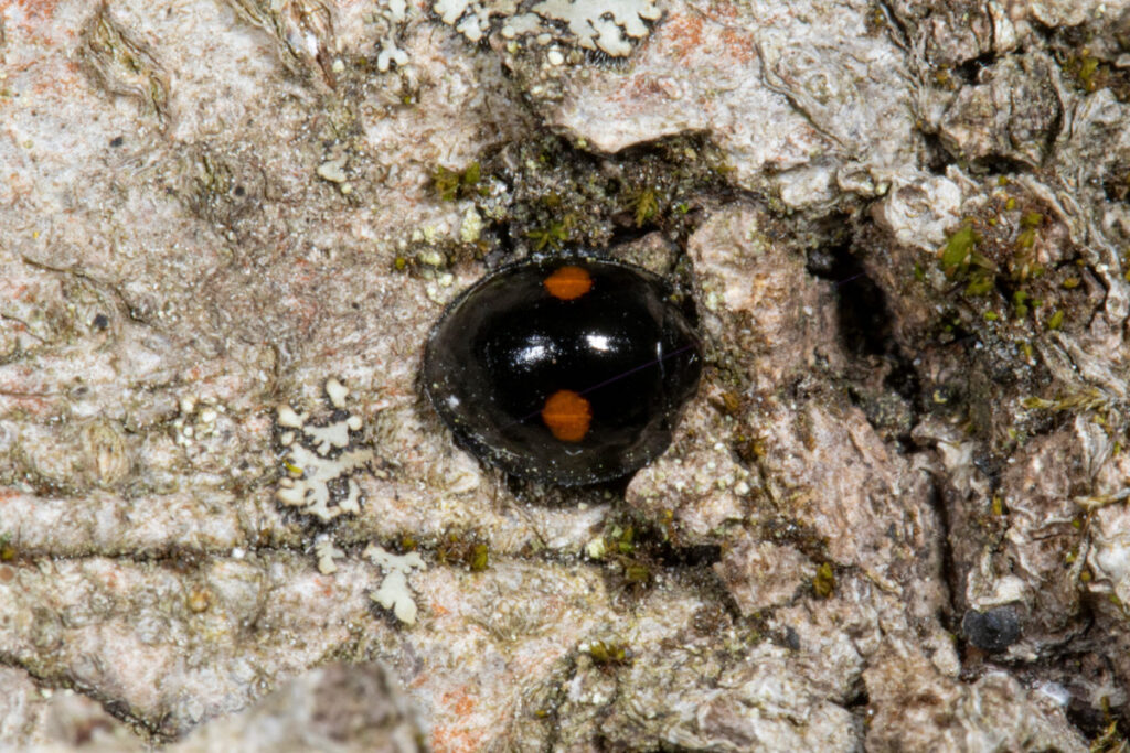 Twice-stabbed Lady Beetle <i>(Chilocorus stigma)</i>. © K.P. McFarland