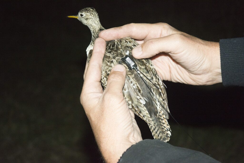 Brett Sandercock holds an Upland Sandpiper outfitted with a GPS tracking tag before release at Konza Prairie, Kansas.  © Brett Sandercock