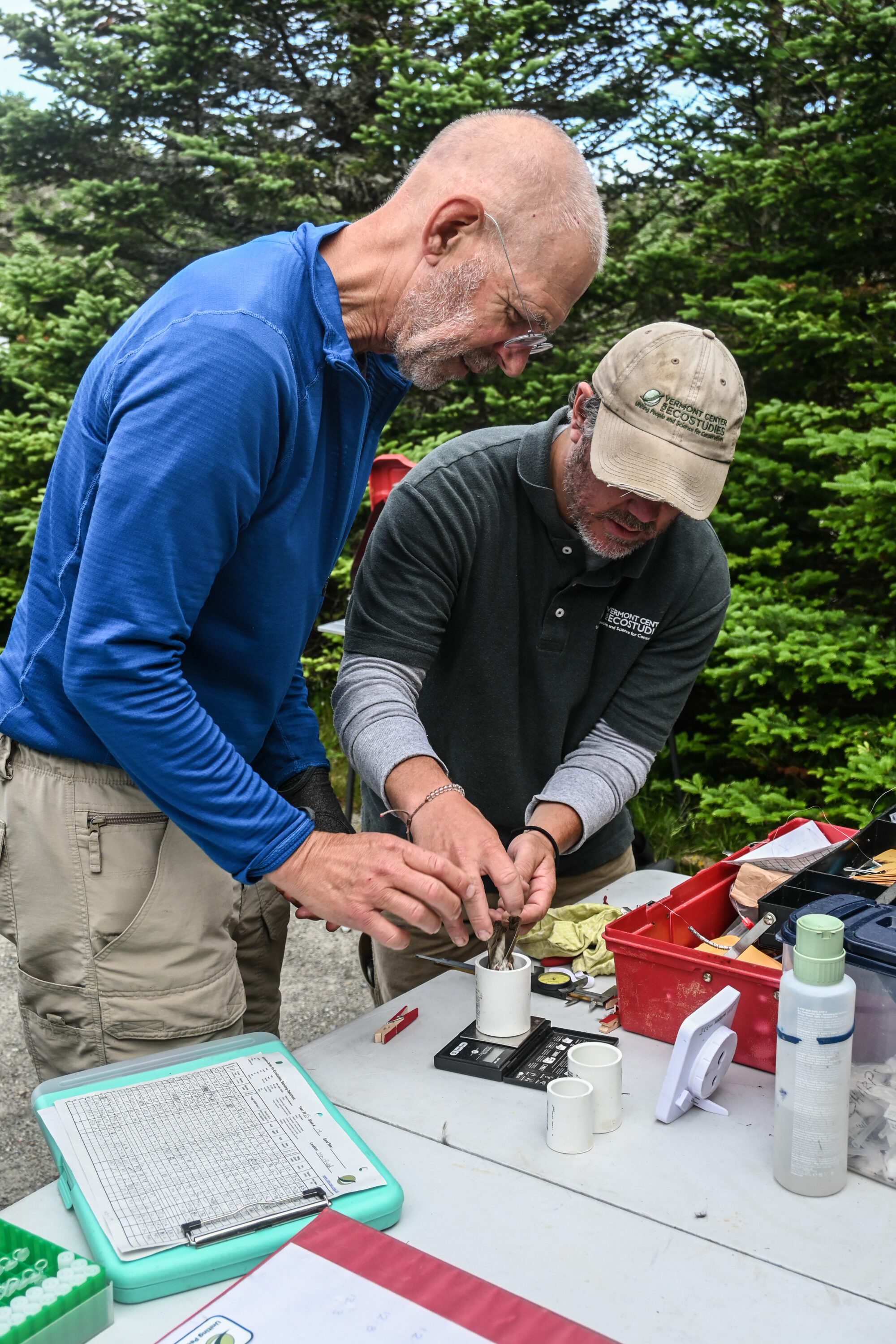 Clouded Sulphur flight season in Vermont from e-Butterfly.org data. Some are found in the Champlain Valley as late as early December.