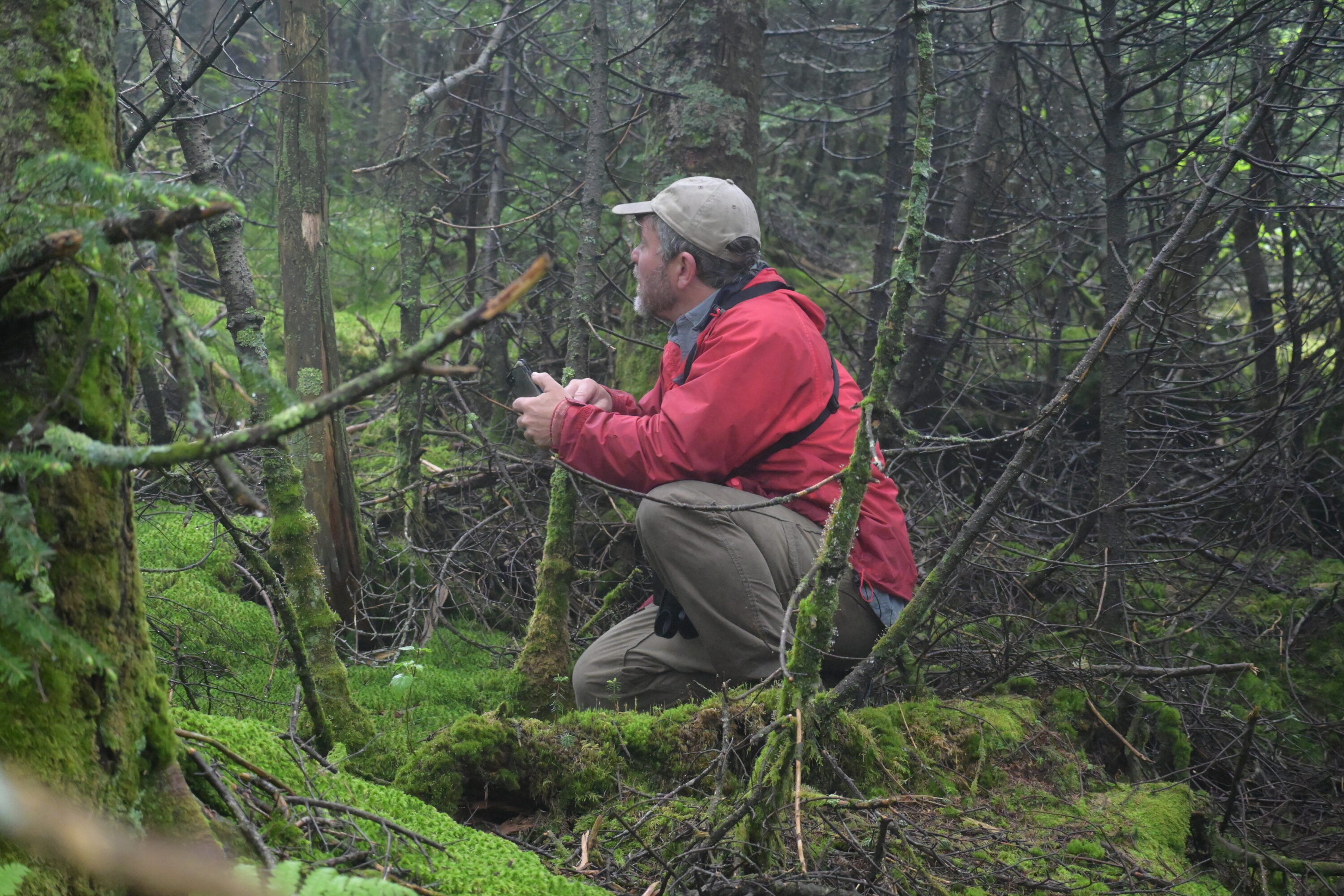 Clouded Sulphur (Colias philodice) takes a break in the high peaks of the Presidential Range, NH. / © K.P. McFarland