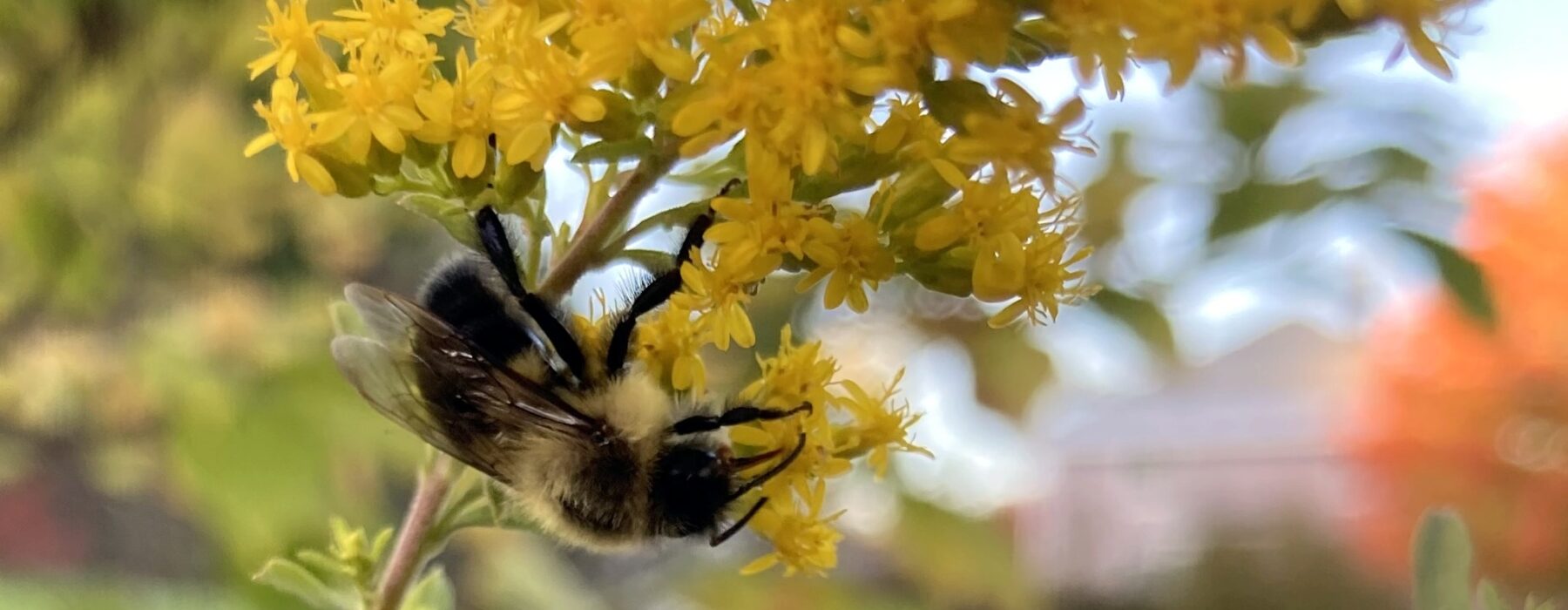 Common Eastern Bumblebee on Field Goldenrod