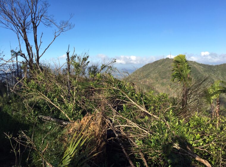 Avocado farms creep upslope into cloud forest in Sierra de Bahoruco.