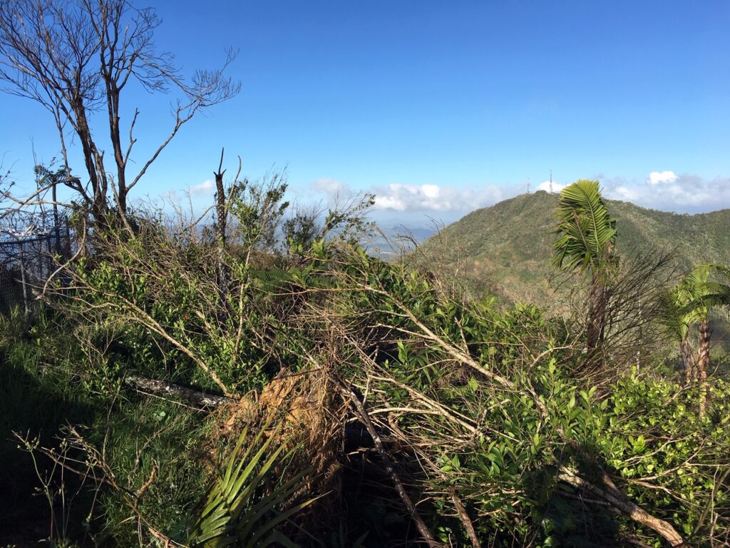 Hurricane damage across Puerto Rico’s forested landscape  © José Salguero-Faría