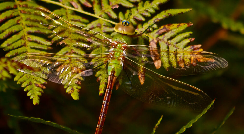 Slash and burn agriculture: beans and maize planted into an ash-filled crevice left behind after forest clearing and burning.