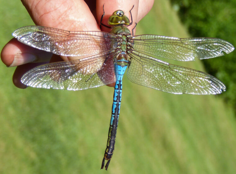 A Clouded Sulphur sips from a Dandelion flower. / © K.P. McFarland